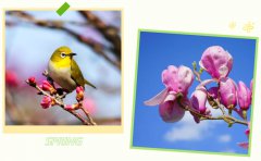 春启腾博会官网